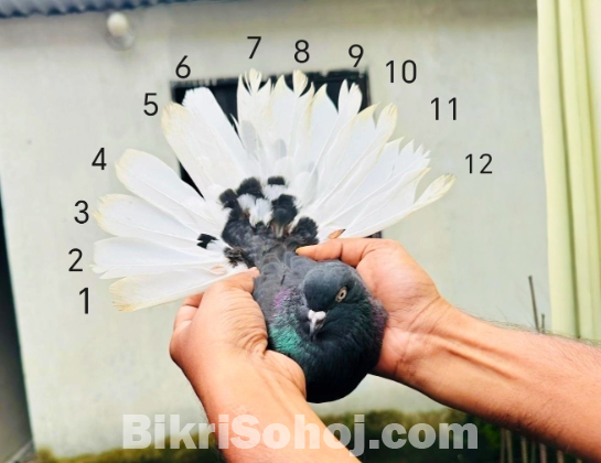 মোসলদম এবং খাকি নড়